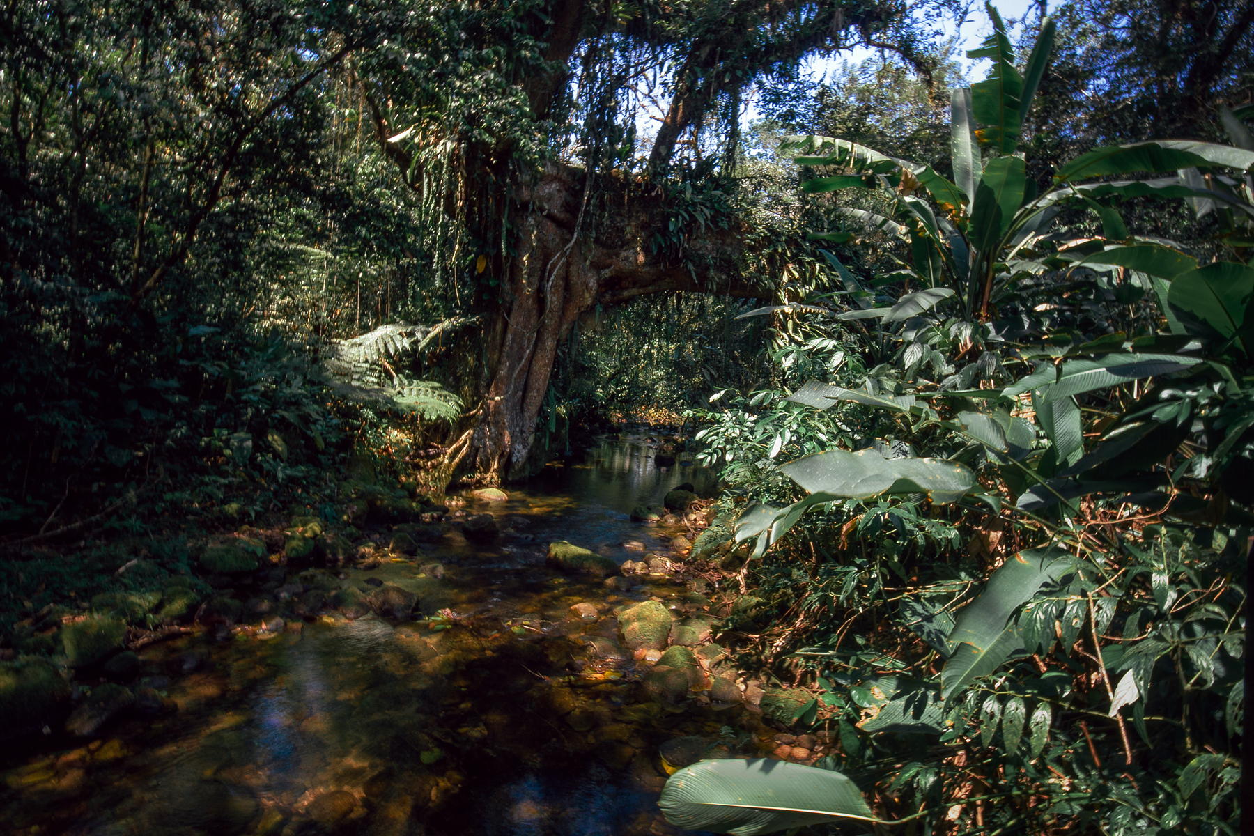Imagem de referência de Reserva Particular do Patrimônio Natural Salto Morato, descrito nos dados abertos como a reserva particular localizada na cidade de Guaraqueçaba