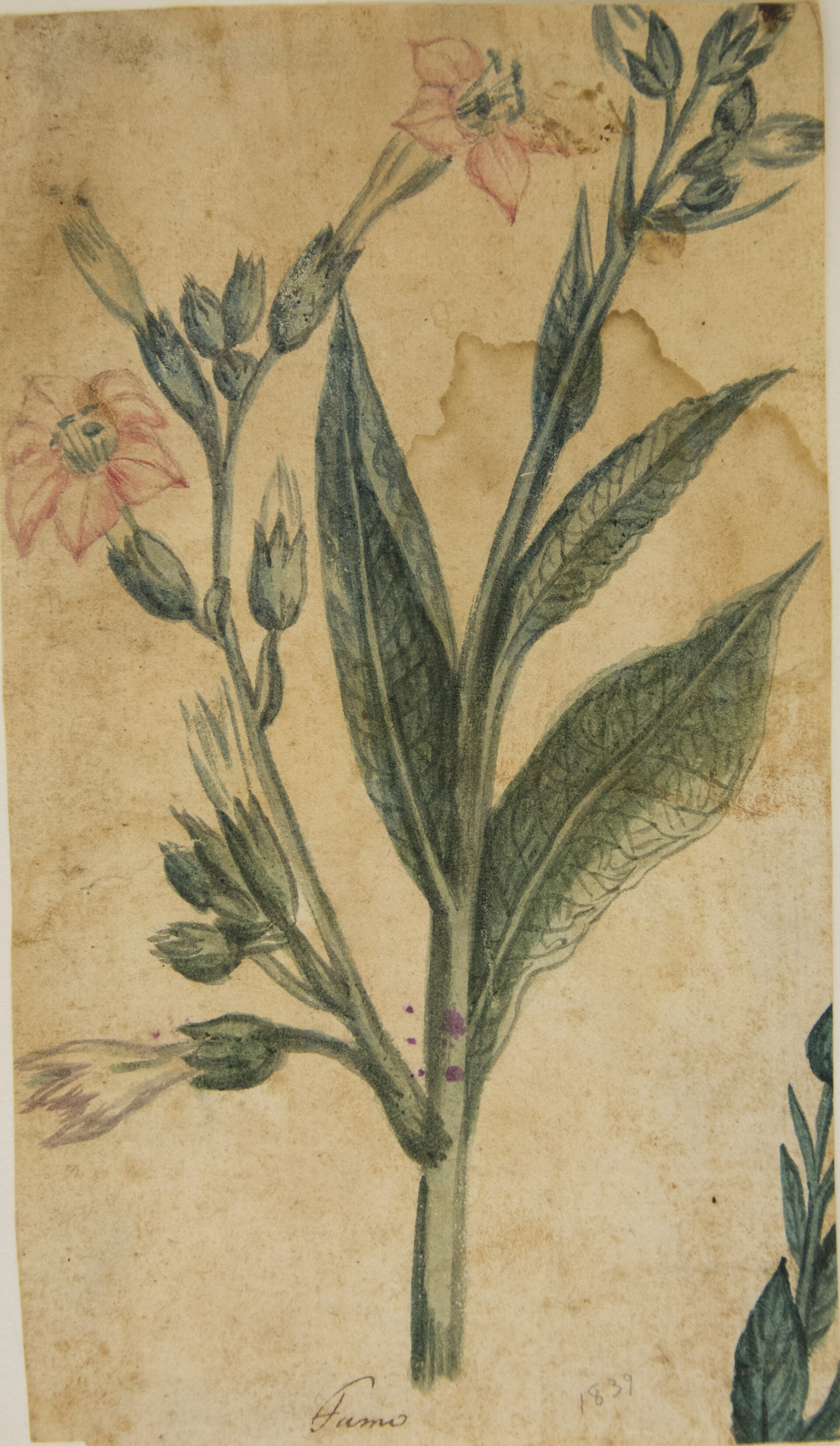 Imagem de referência de Fumo - Álbum M A B A D - Prancha N.7, descrito nos dados abertos como pintura da coleção do Museu Paulista