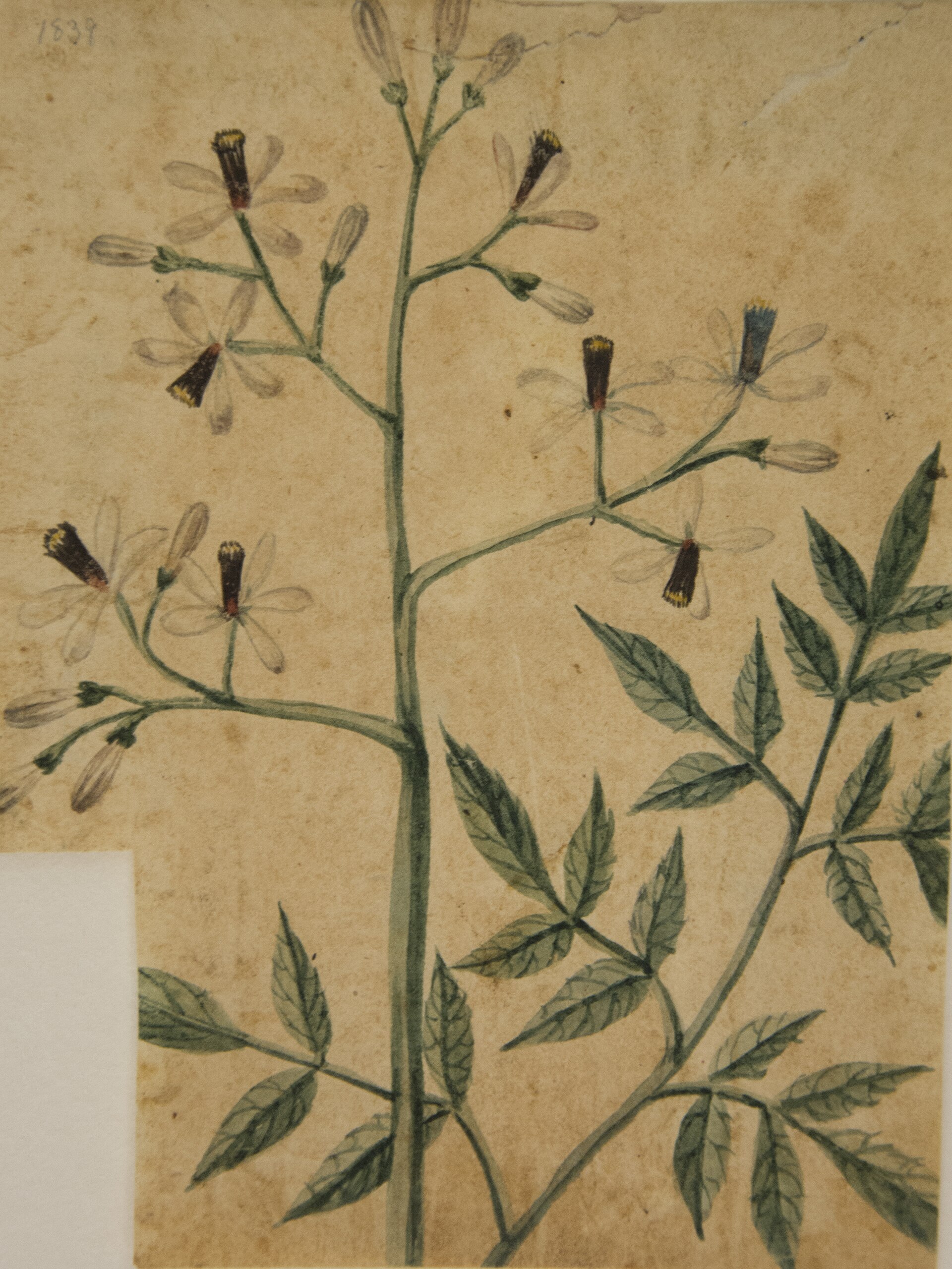 Imagem de referência de Desenho de Planta - Álbum M A B A D - Prancha N.6, descrito nos dados abertos como pintura da coleção do Museu Paulista