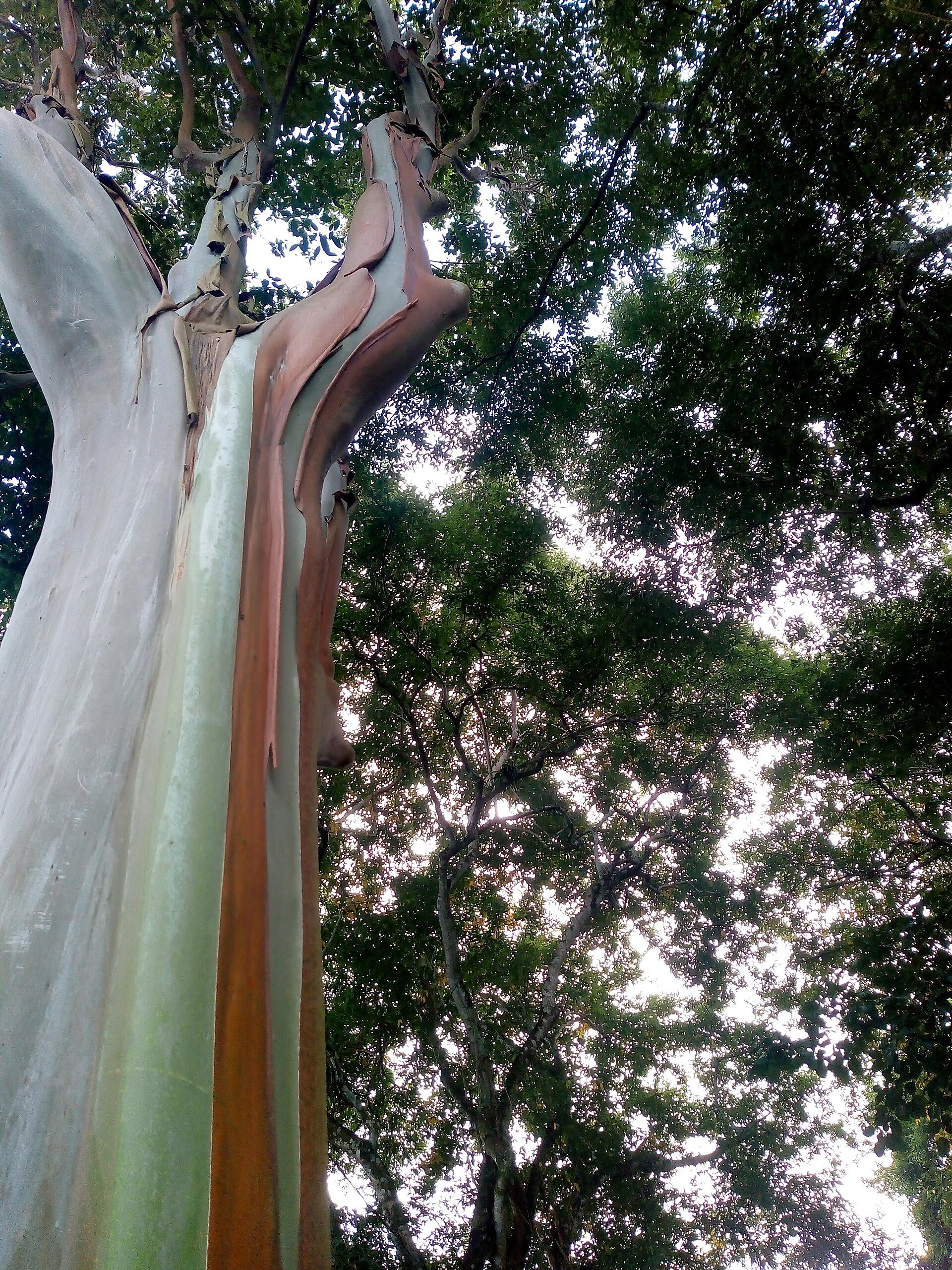 Imagem de referência de Parque Estadual de Dois Irmãos, descrito nos dados abertos como unidade de conservação da natureza pertencente ao governo do estado de Pernambuco