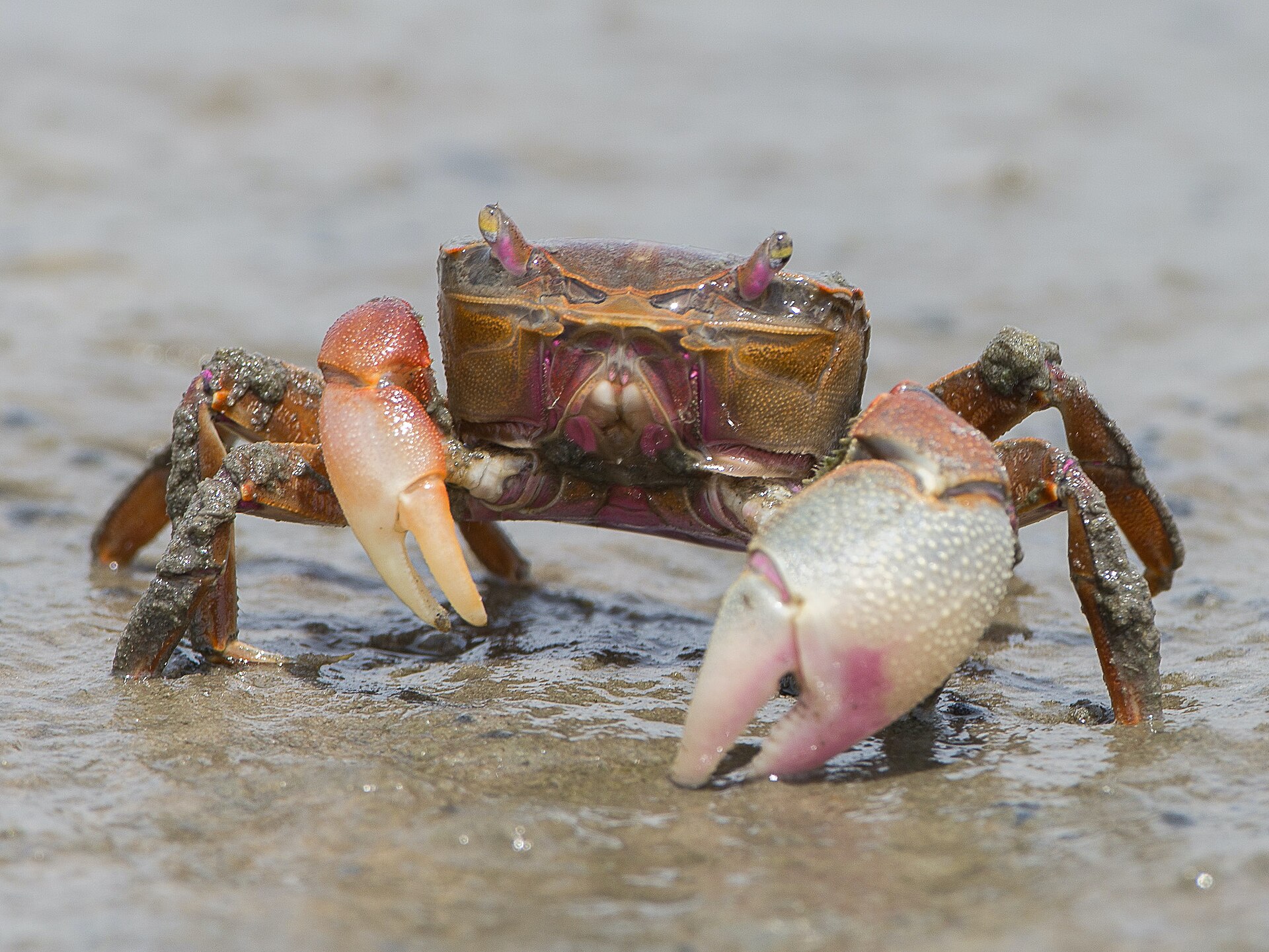 Imagem de referência de Parque Nacional da Lagoa do Peixe, descrito nos dados abertos como unidade de conservação da natureza pertencente ao governo federal brasileiro