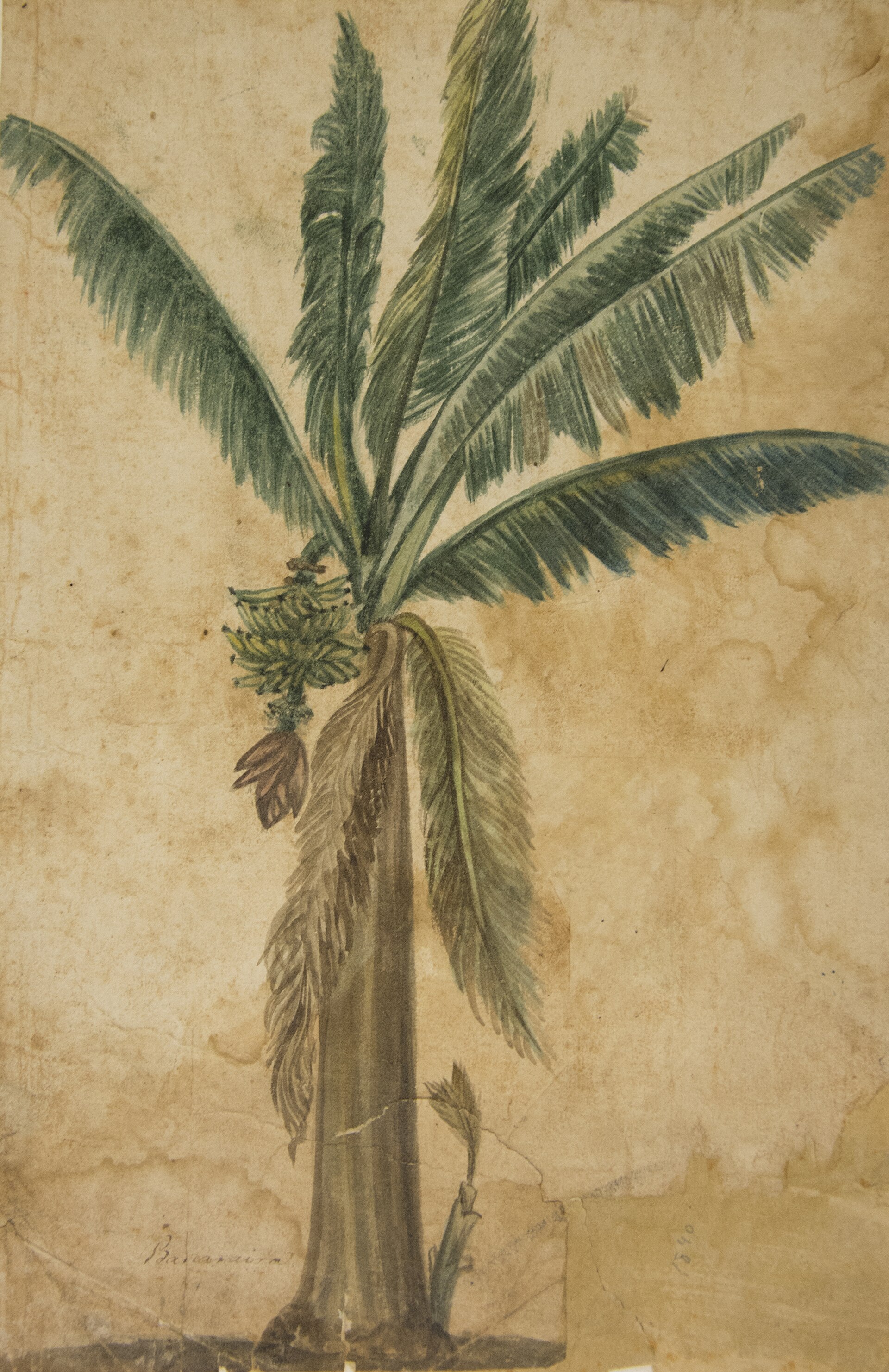 Imagem de referência de Bananeira - Álbum M A B A D - Prancha N.5, descrito nos dados abertos como pintura da coleção do Museu Paulista