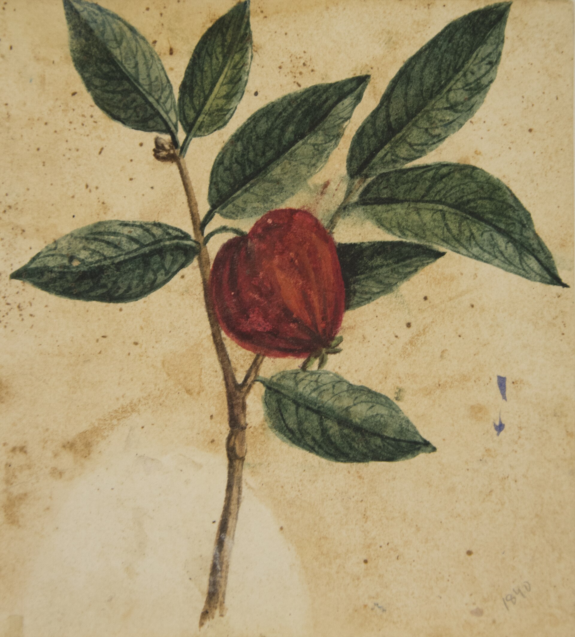 Imagem de referência de Desenho de Planta - Álbum M A B A D - Prancha 3, descrito nos dados abertos como pintura da coleção do Museu Paulista