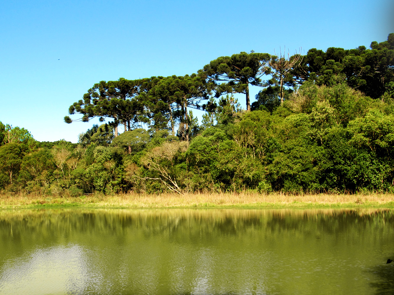 Imagem de referência de Parque Estadual de Espigão Alto, descrito nos dados abertos como unidade de conservação da natureza pertencente ao governo do estado do Rio Grande do Sul