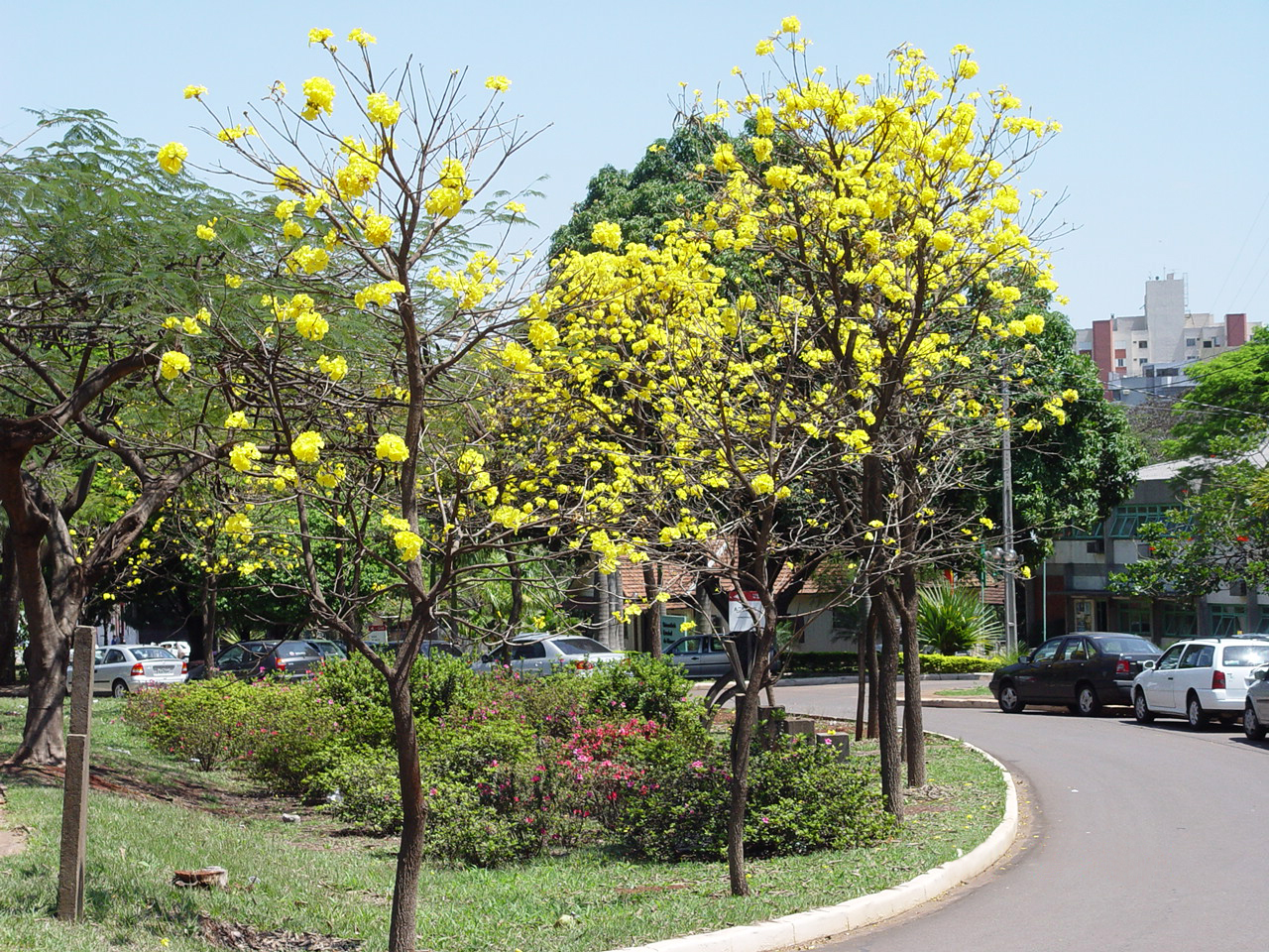 Imagem de referência relacionada a Universidade Estadual de Maringá (UEM), item descrito como universidade pública estadual em Maringa, Paraná