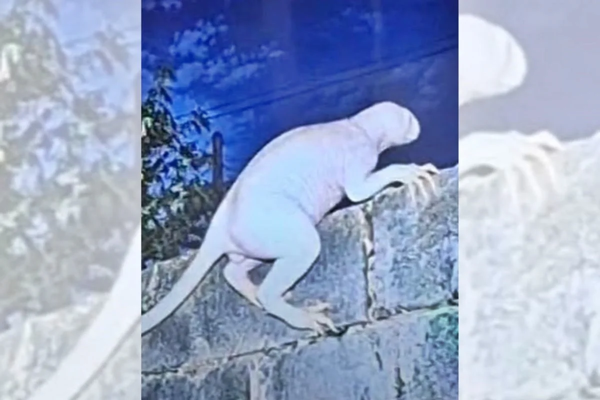 Imagem da matéria: Criatura misteriosa ataca animais e assusta moradores de cidade mexicana