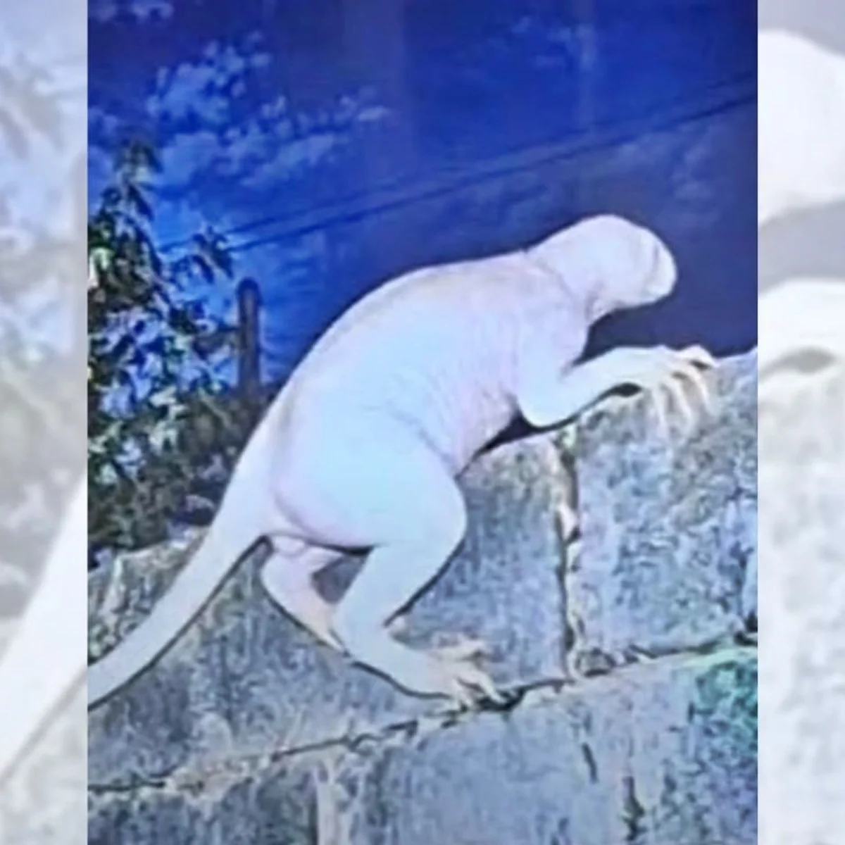 Criatura misteriosa ataca animais e assusta moradores de cidade mexicana