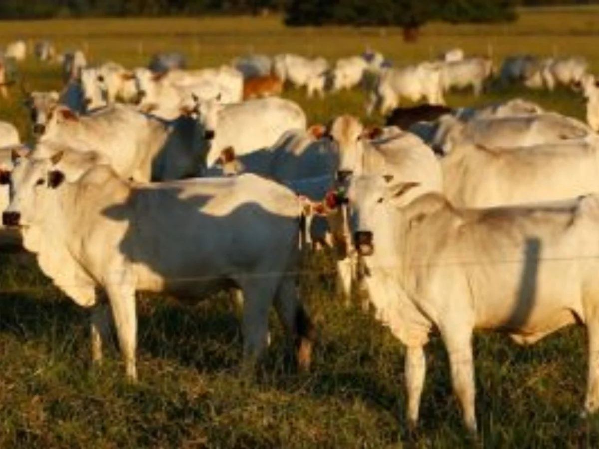 Exportação de carne para China caiu 93,5% após Brasil atingir 100% da cota