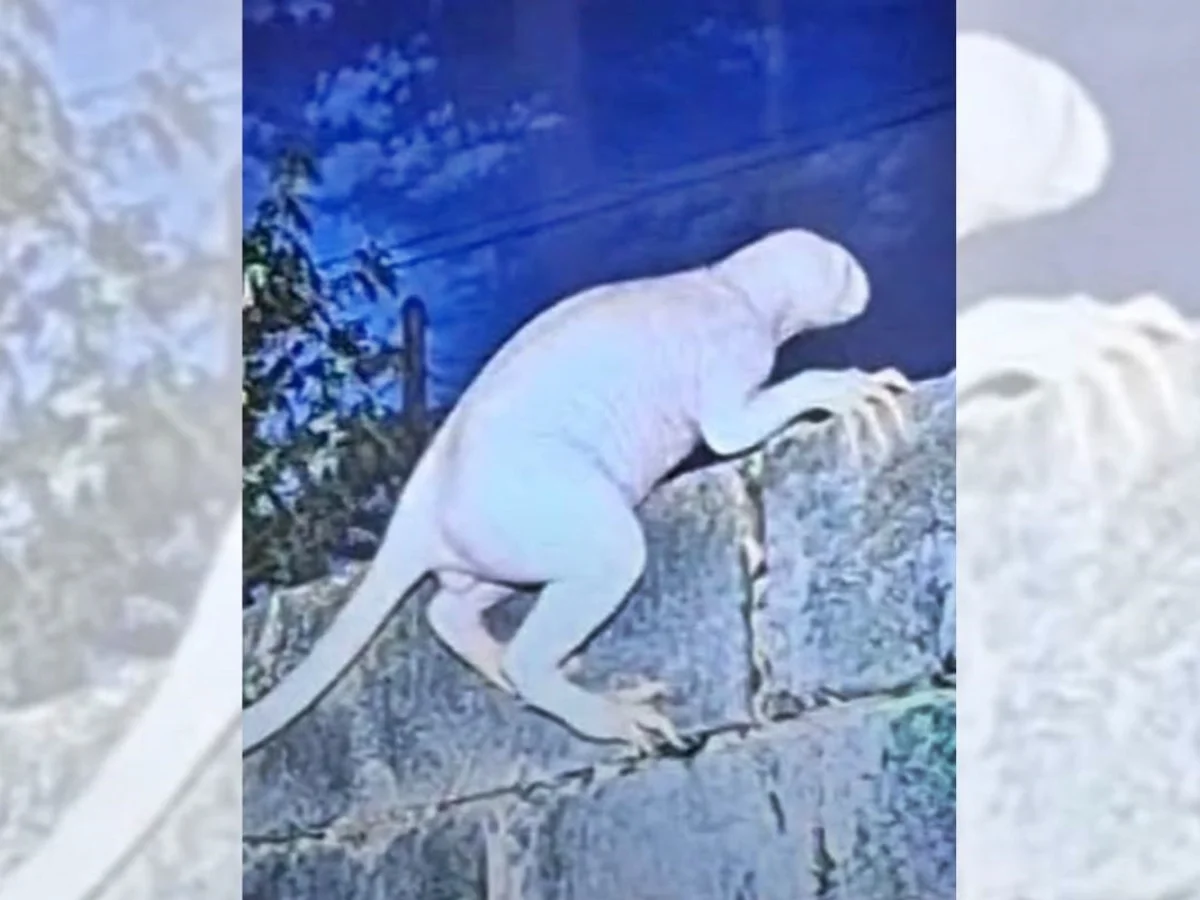 Criatura misteriosa ataca animais e assusta moradores de cidade mexicana